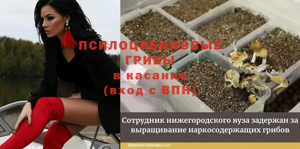PSILOCYBIN Верхний Тагил